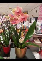 Orchidee 18€, Jardin & Terrasse, Plantes | Jardin, Enlèvement
