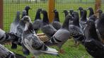 Slachtduiven, Animaux & Accessoires, Oiseaux | Pigeons