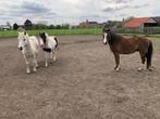 B-pony's, Dieren en Toebehoren, Gechipt, B, Ruin, B pony (1.17m tot 1.27m)