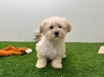 Chiots Maltipoo (F1), Hépatite contagieuse (maladie de Rubarth), Plusieurs, Belgique, Plusieurs animaux