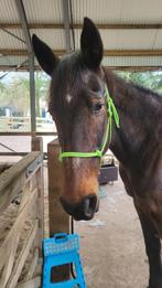 Lieve draver merrie zoekt goede thuis, Dieren en Toebehoren, Paarden, Merrie, Minder dan 160 cm, Niet van toepassing, Gechipt