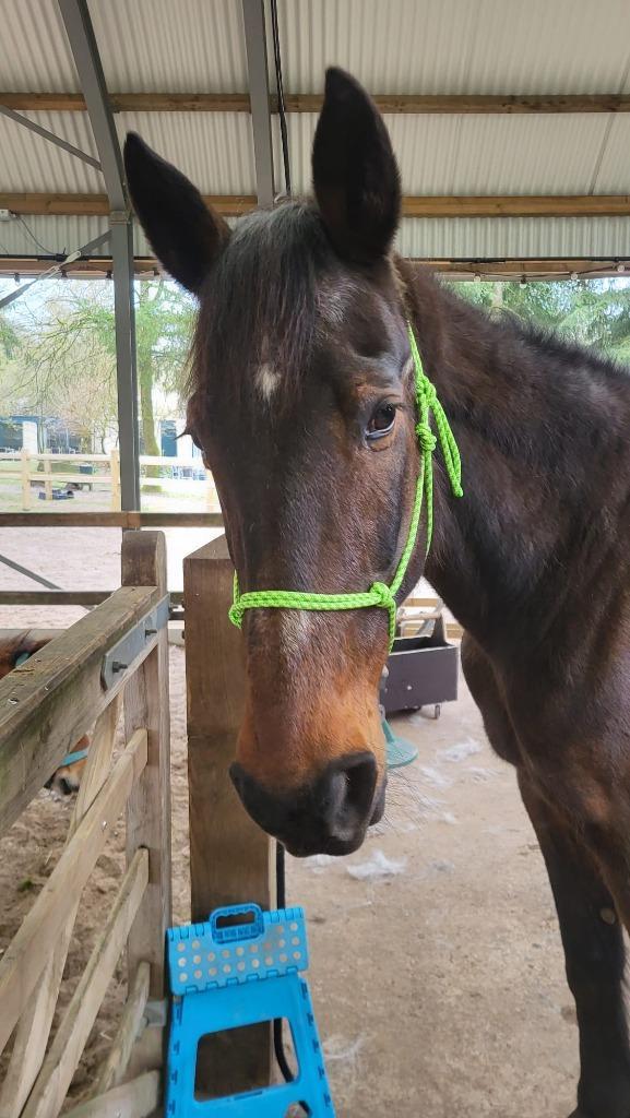 Lieve draver merrie zoekt goede thuis, Dieren en Toebehoren, Paarden, Merrie, Niet van toepassing, Minder dan 160 cm, 11 jaar of ouder
