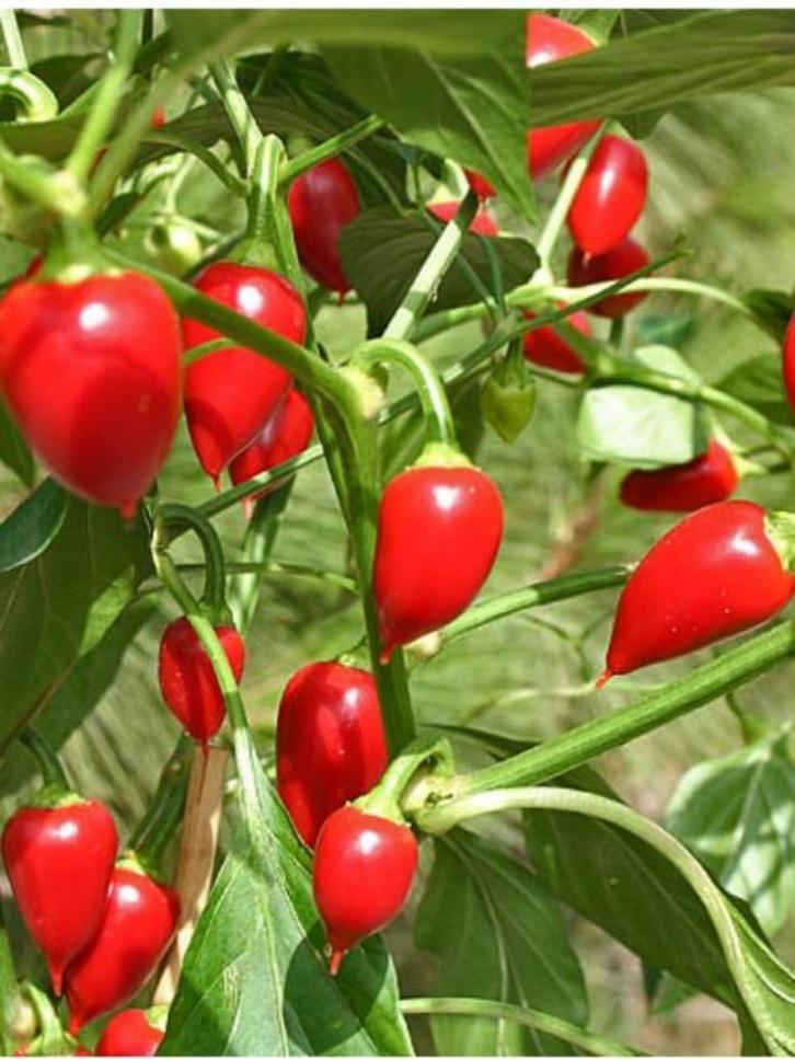 Tondo calabrese chili peper - 5 zaden, Tuin en Terras, Bloembollen en Zaden, Zaad, Voorjaar, Volle zon, Verzenden