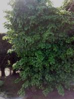 Hortensia grimpant Hudrangea petiolaris, Jardin & Terrasse, Plantes | Jardin, Pleine ombre, Printemps, Plantes grimpantes, Enlèvement