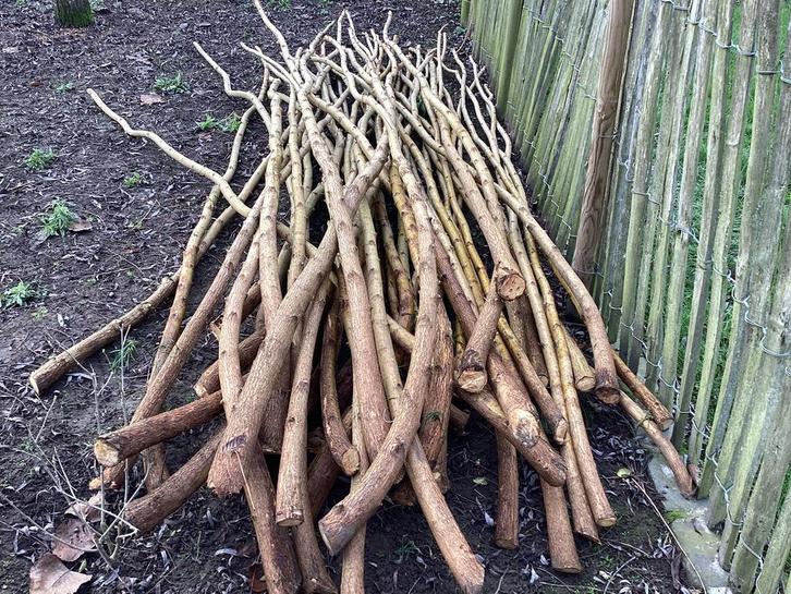 Knotwilgen, Tuin en Terras, Planten | Bomen, Winter, Ophalen