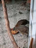 Jonge temminck tragopanen TRT geringd., Dieren en Toebehoren, Vogels | Overige Vogels, Geringd