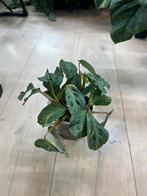 Maranta Kerchoveana Variegata, Huis en Inrichting, Kamerplanten, Ophalen of Verzenden