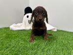 Doxipoo pups, Dieren en Toebehoren, Honden | Niet-rashonden, België, 8 tot 15 weken, CDV (hondenziekte), Meerdere
