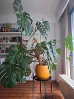 Grote monstera met pot te koop, Ophalen, 100 tot 150 cm, Overige soorten, Halfschaduw