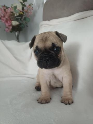 Franse Buldog Pups  beschikbaar voor biedingen