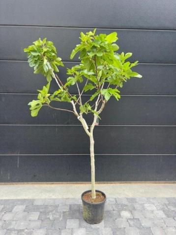 Vijgenboom - ficus carica Sultane 170cm hoog beschikbaar voor biedingen