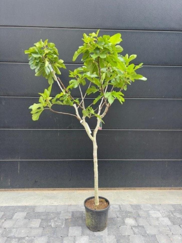 Vijgenboom - ficus carica Sultane 170cm hoog, Tuin en Terras, Planten | Fruitbomen, Vijgenboom, 100 tot 250 cm, Volle zon, Zomer