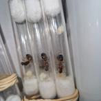 Camponotus pilicornis koninginnen, Dieren en Toebehoren, Insecten en Spinnen, Mieren