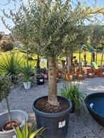 Olijfboom Olea Europaea, Tuin en Terras, Ophalen, Olijfboom