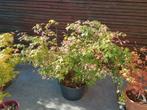 Japanse esdoorn ACER palmatum Asahi zuru, Ophalen