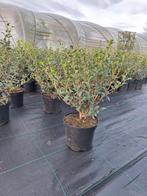 ‼️osmanthus Burkwoodii aan stuntprijzen ‼️, Ophalen, Taxus