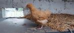 Orpington buff hennen en trio, Dieren en Toebehoren