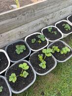 Plants de fraises, Ophalen