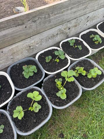 Plants de fraises  beschikbaar voor biedingen