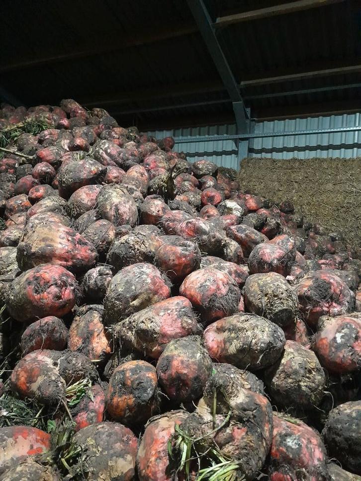 Voederbieten Rialto, Zakelijke goederen, Landbouw | Veevoer, Ophalen