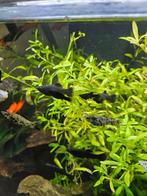 Black mollys, Vis, Zoetwatervis