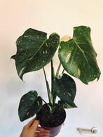 Monstera thai constellation 2, Huis en Inrichting, Overige soorten, Minder dan 100 cm, Groene kamerplant, Halfschaduw
