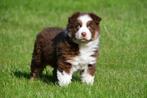 Australische Herder pup te koop - red tri reutje, Dieren en Toebehoren, Honden | Herdershonden en Veedrijvers, CDV (hondenziekte)