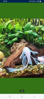 Koppel swowwhite longfin
