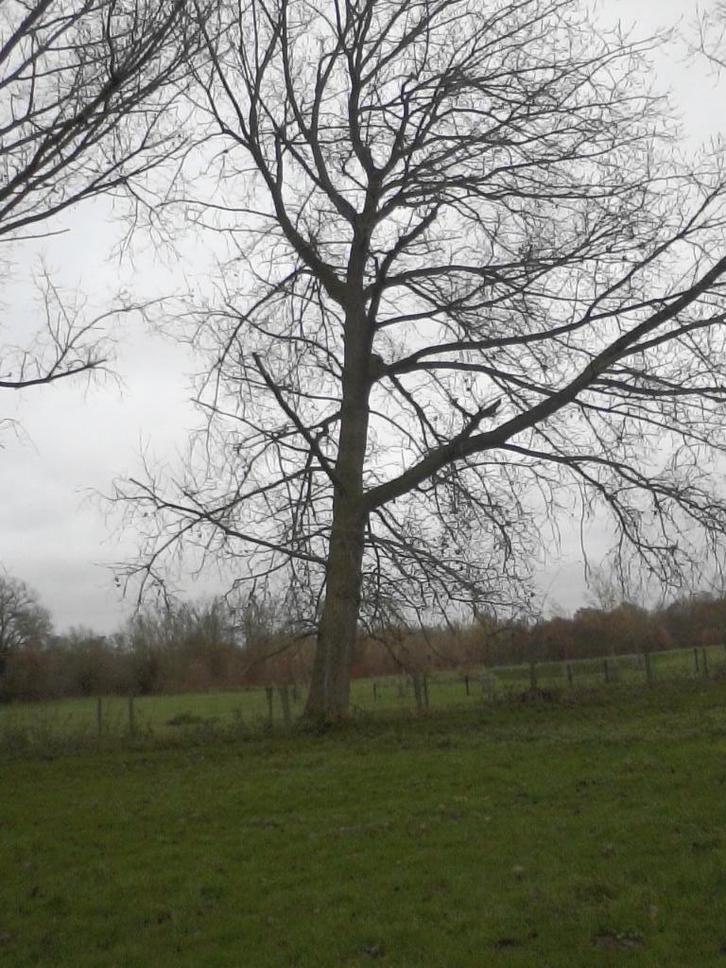 Gratis 2 bomen snoeien in ruil voor al het brandhout ,, Tuin en Terras, Brandhout, Takken, Overige houtsoorten, Ophalen