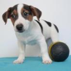 Jack Russell - Belgische pups te koop, Dieren en Toebehoren, Honden | Jack Russells en Terriërs, CDV (hondenziekte), Meerdere