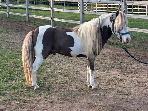 Miniatuurpaard hengst, Dieren en Toebehoren, Paarden en Pony's | Dekhengsten en Fokmerries, Hengst