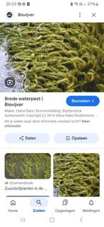 Waterplanten GEZOCHT, Ophalen of Verzenden, Gebruikt
