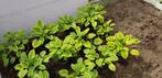 Hosta, Tuin en Terras, Planten | Tuinplanten, Halfschaduw, Zomer, Vaste plant, Overige soorten