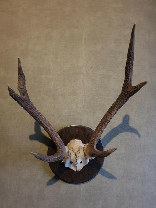 Groot Rusa hert gewei. Mancave Jacht, Verzamelen, Dierenverzamelingen, Zo goed als nieuw, Gewei of Kop, Hert, Ophalen of Verzenden