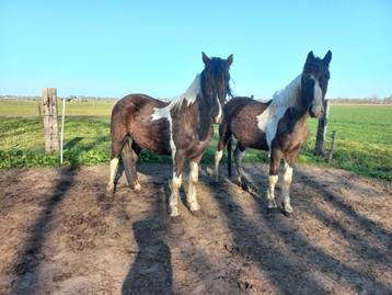Mooi span 2 span barock pinto hengsten 3jr  beschikbaar voor biedingen