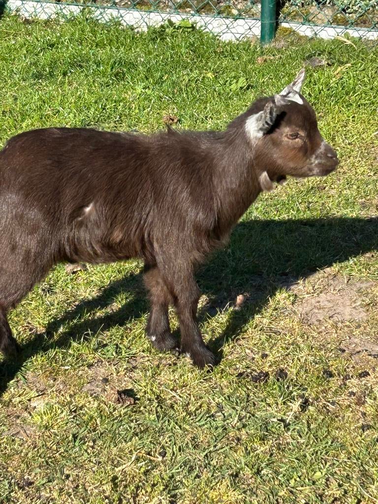 Geiten ( bokken ), Dieren en Toebehoren, Schapen, Geiten en Varkens