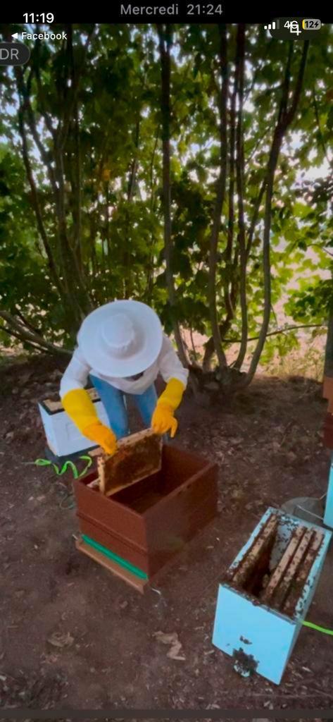 Ruche , Essaim d’abeilles, carnica ,, Animaux & Accessoires, Volatiles | Accessoires, Comme neuf, Enlèvement ou Envoi