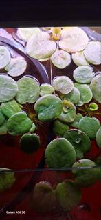 Limnobium laevigatum drijfplant aquarium, Dieren en Toebehoren