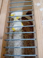 Kanaries mooien groote gezonde vogels, Dieren en Toebehoren, Vogels | Overige Vogels
