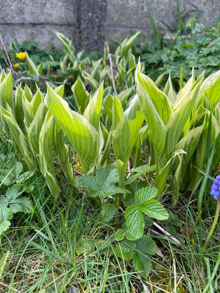 Gratis hosta en grassen, Tuin en Terras, Ophalen
