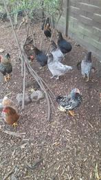 Araucanes, couches vertes, jambière crème