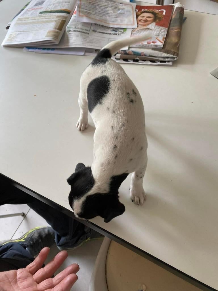 JACK RUSSEL PUP, Dieren en Toebehoren, België, Particulier, Jack Russell Terriër, 8 tot 15 weken