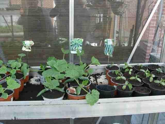 légumes a repiquer, Jardin & Terrasse, Plein soleil, Été, Enlèvement, Plantes potagères