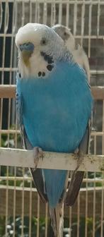 Grasparkiet, Dieren en Toebehoren, Mannelijk, Parkiet