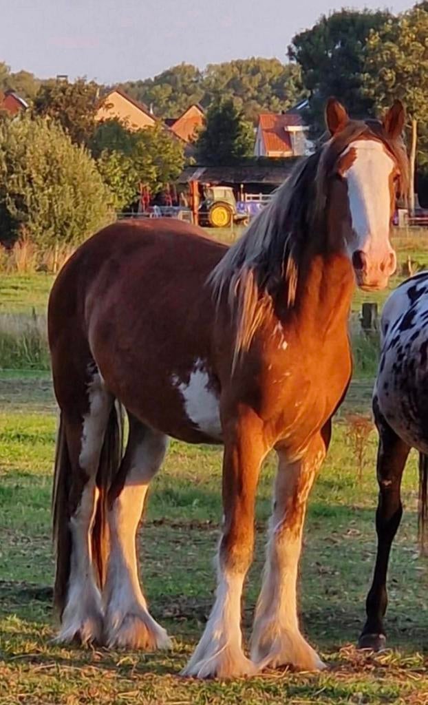3 jarige shire merrie met stamboek, Dieren en Toebehoren, Paarden