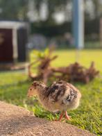 Bronze kalkoenkuikens, Dieren en Toebehoren, Pluimvee, Meerdere dieren, Kalkoen