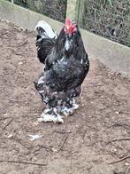 Brahma zwart wit geparel broedeieren, Geslacht onbekend, Kip