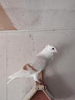 Vlaanderse smierels, Animaux & Accessoires