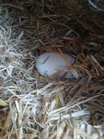 cholmogorie ganzen, 5 eieren, hogere prijs klasse, Dieren en Toebehoren, Maart