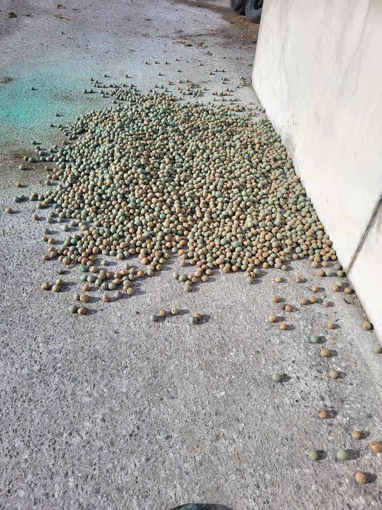 Planteurs de pommes de terre à vendre Austin taille 28/35, Enlèvement